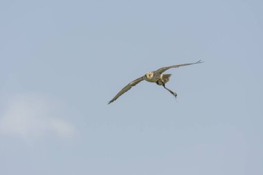 Peregrine falcon gösterisi sırasında