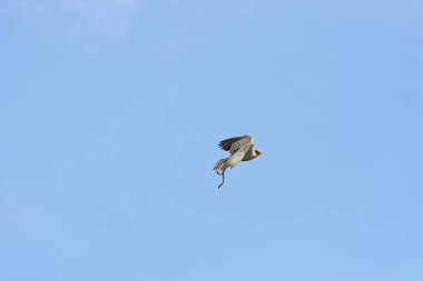 Peregrine falcon gösterisi sırasında