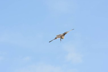 Peregrine falcon gösterisi sırasında