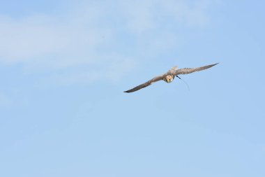 Peregrine falcon gösterisi sırasında