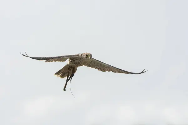 Halcón Peregrino Durante Espectáculo — Foto de Stock