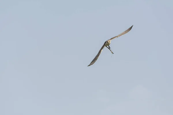 Halcón Peregrino Durante Espectáculo — Foto de Stock