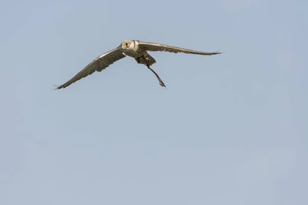 Peregrine Falcon Show — Stock Photo, Image