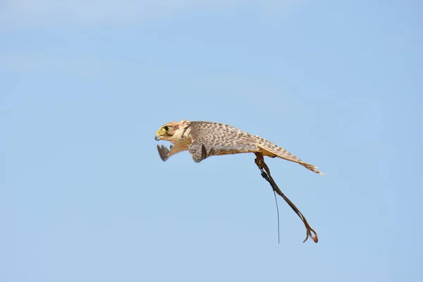 Peregrine Falcon Gösterisi Sırasında — Stok fotoğraf