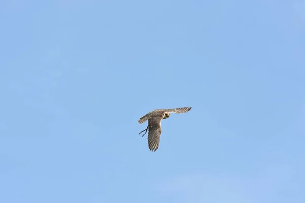 Halcón Peregrino Durante Espectáculo — Foto de Stock