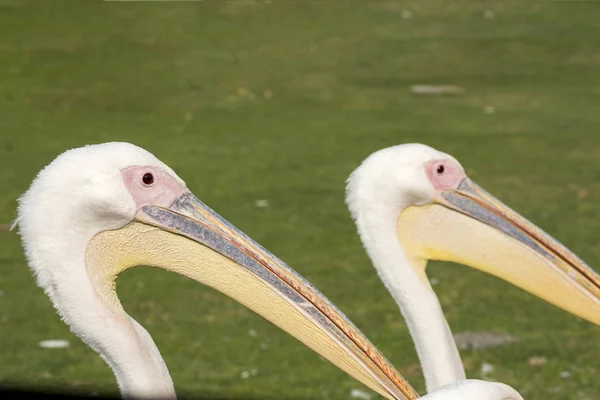 Close White Pelican Italy — Stock Photo, Image