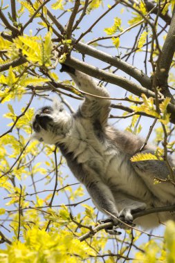 ağaçta yerken lemur Madagaskar