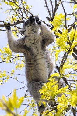ağaçta yerken lemur Madagaskar