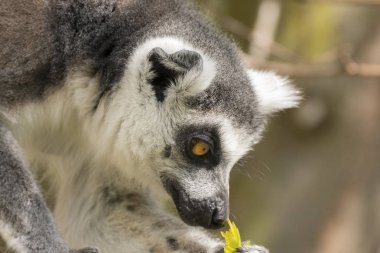 ağaçta yerken lemur Madagaskar