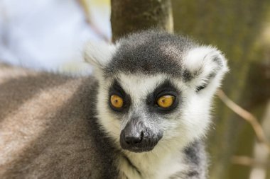 ağaçta yerken lemur Madagaskar