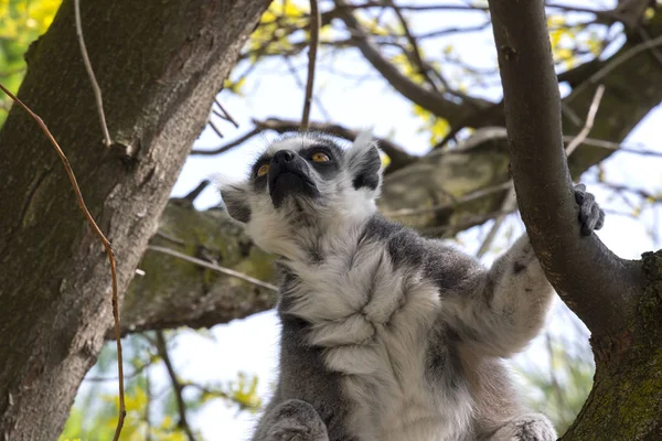 Lemur Madagascar Mens Spiser Træ - Stock-foto