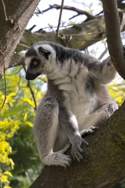 Lemur Madagaskar Medan Man Äter Ett Träd — Stockfoto