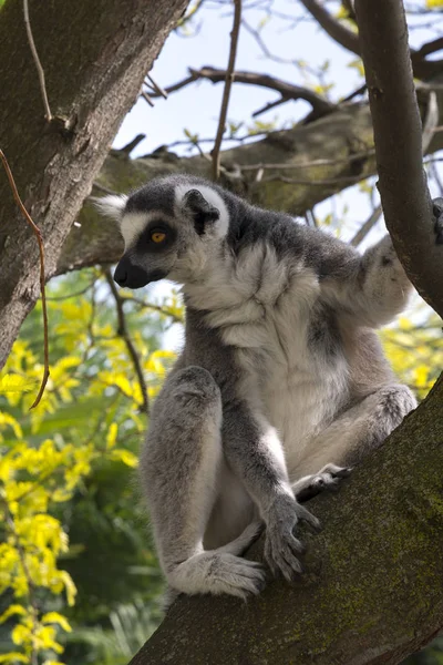Lémur Madagascar Mientras Come Árbol — Foto de Stock