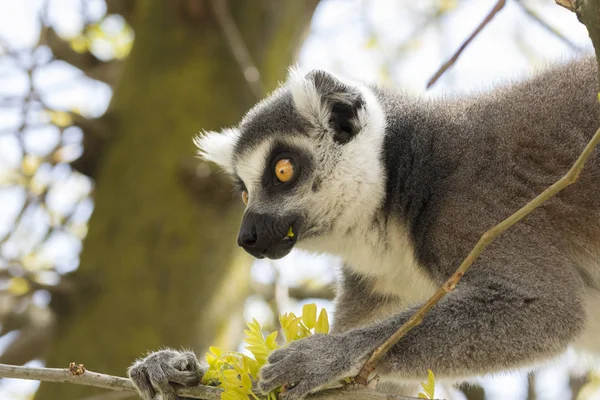 Lemur Madagaskar Medan Man Äter Ett Träd — Stockfoto