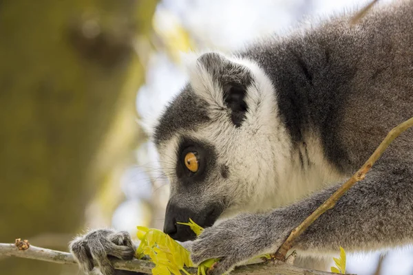 Lémur Madagascar Mientras Come Árbol — Foto de Stock