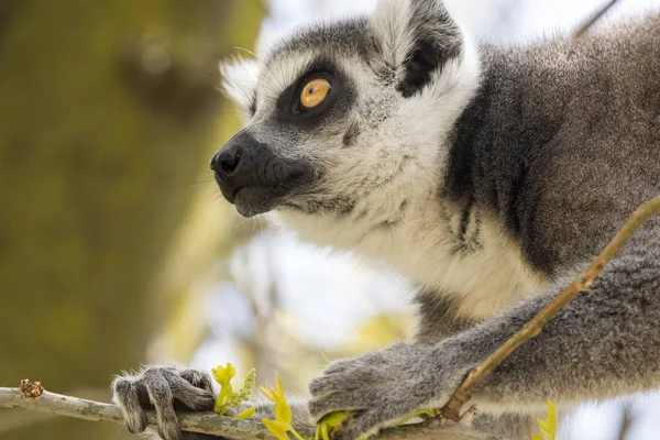 Lémur Madagascar Mientras Come Árbol — Foto de Stock