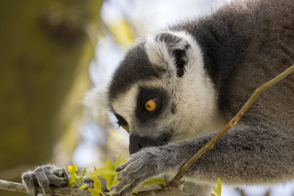 Lemur Madagaskar Medan Man Äter Ett Träd — Stockfoto
