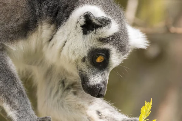 Lemur Madagaskar Medan Man Äter Ett Träd — Stockfoto