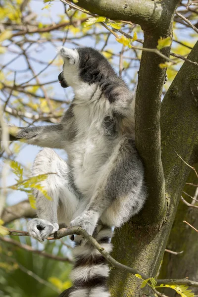 Lemur Madagaskar Medan Man Äter Ett Träd — Stockfoto