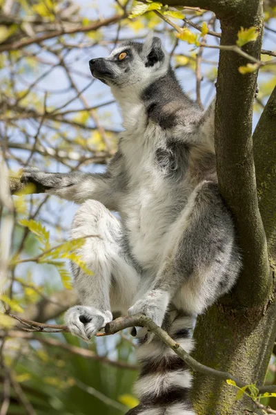 Лемур Мадагаскара Время Еды Дереве — стоковое фото