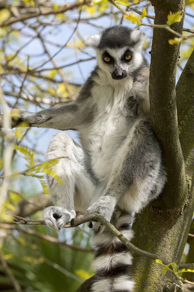 Lémur Madagascar Mangeant Sur Arbre — Photo