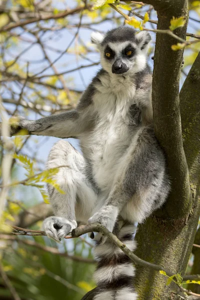 Lemur Madagaskar Medan Man Äter Ett Träd — Stockfoto