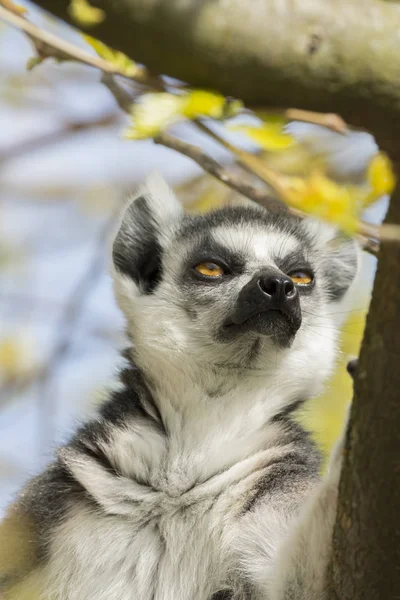 Lêmure Madagascar Enquanto Come Uma Árvore — Fotografia de Stock