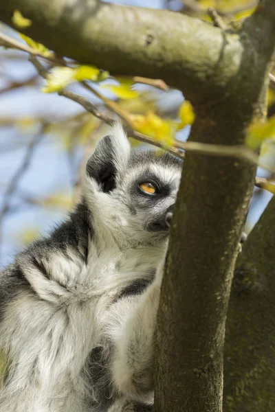 마다가스카르의 원숭이 나무에 — 스톡 사진