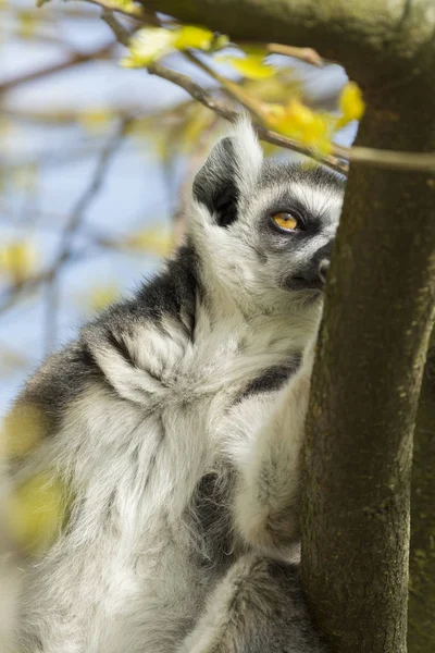 Lémur Madagascar Mientras Come Árbol — Foto de Stock