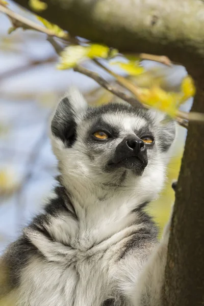 Lemur Madagaskar Medan Man Äter Ett Träd — Stockfoto