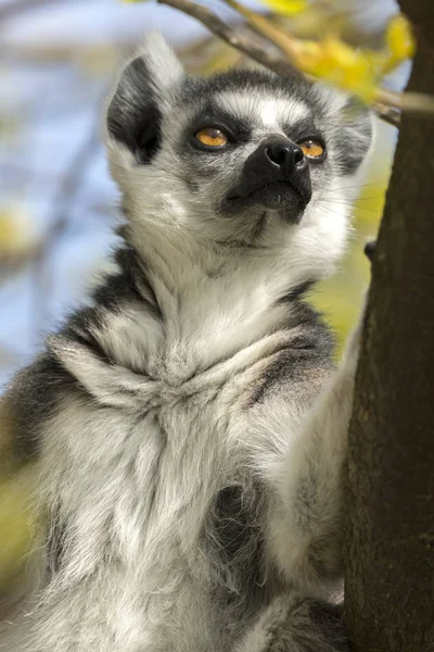 Lemur Madagaskar Medan Man Äter Ett Träd — Stockfoto