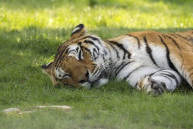 Kaplan bir safari Hayvanat Bahçesi İtalya çimenlerin üzerinde