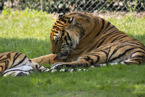 Tigre Hierba Zoológico Safari Italia — Foto de Stock