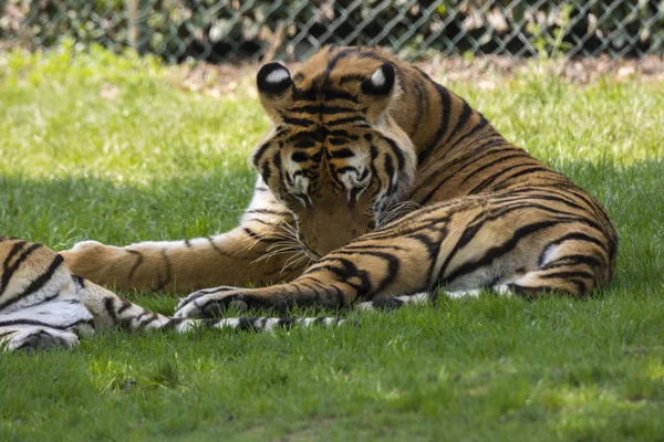 Tigre Sull Erba Uno Zoo Safari Italia — Foto Stock