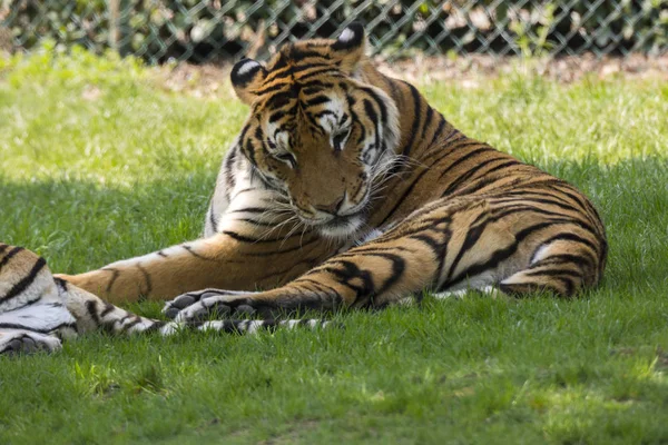 Tigre Hierba Zoológico Safari Italia — Foto de Stock