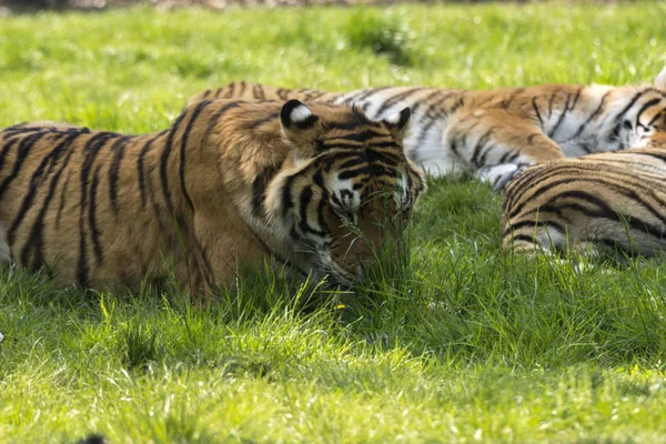 意大利野生动物园的草地上的老虎 — 图库照片