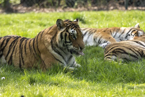 意大利野生动物园的草地上的老虎 — 图库照片