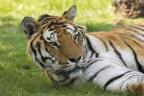 Tigre Sur Herbe Dans Zoo Safari Italie — Photo