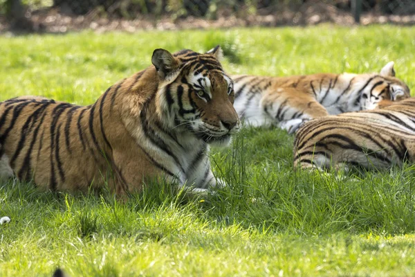 Тигр Траве Сафари Зоопарке Италии — стоковое фото