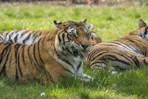 Tigris Fűben Egy Szafari Állatkertben Olaszország — Stock Fotó