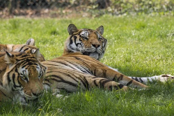 Tigre Hierba Zoológico Safari Italia — Foto de Stock