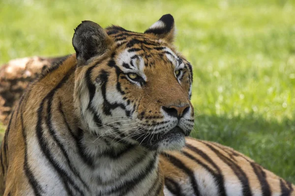 Tigre Sur Herbe Dans Zoo Safari Italie — Photo