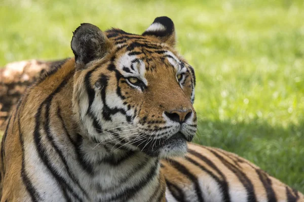 Tigre Sur Herbe Dans Zoo Safari Italie — Photo