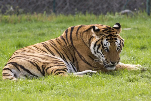 Tiger Gras Einem Safarizoo Italien — Stockfoto