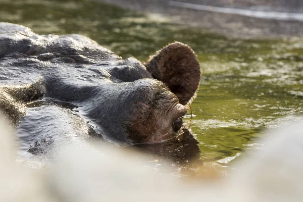 Hipopótamo Zoológico Itália — Fotografia de Stock