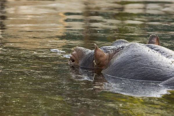 Flusspferd Einem Zoo Italien — Stockfoto