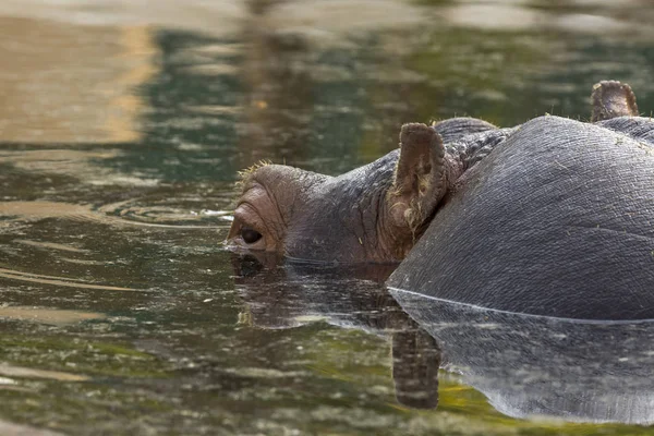 Flusspferd Einem Zoo Italien — Stockfoto