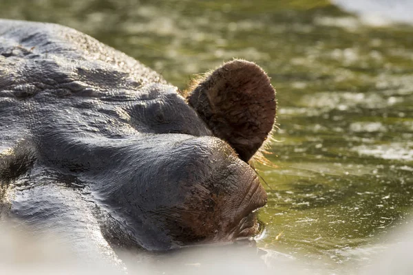 Flusspferd Einem Zoo Italien — Stockfoto