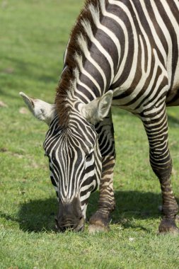 bir zebra bir çayırda, yakın çekim
