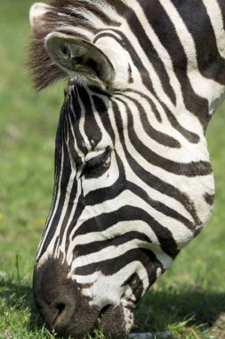 bir zebra bir çayırda, yakın çekim